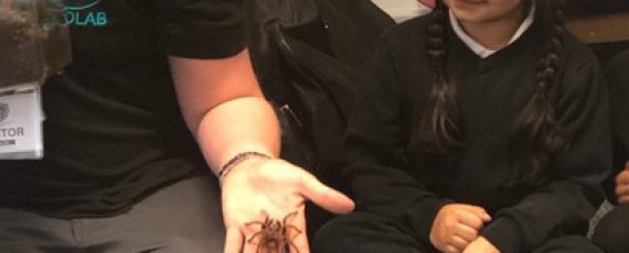 Handling a spider